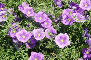 Nierembergia 'Augusta® Blue Skies' Cupflower from Kansas Roots