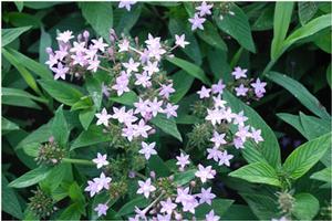 Pentas lanceolata 'Northern Lights Lavender' Egyptian Star Flower from Kansas Roots