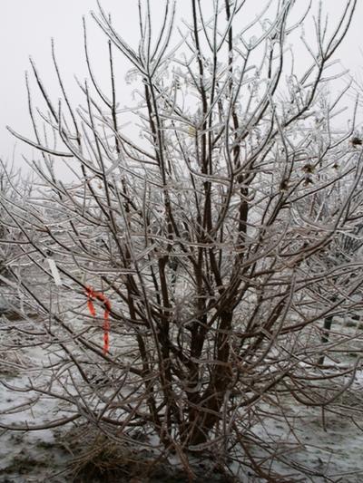 Acer campestre Hedge maple from Kansas Roots