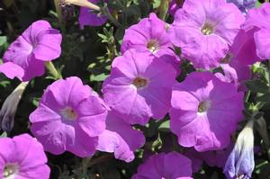 Petunia x hybrida 'Carpet Lilac' Petunia from Kansas Roots