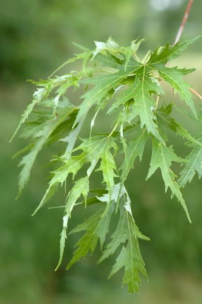 Acer saccharinum 'Silver Queen' Silver Maple from Kansas Roots