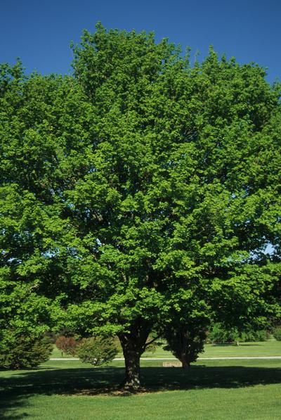 Acer saccharum Sugar Maple from Kansas Roots