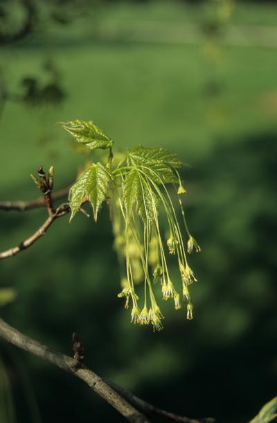 Acer saccharum 'Green Mountain™' Sugar Maple from Kansas Roots