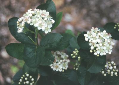 Aronia melanocarpa 'Viking' Black Chokeberry from Kansas Roots