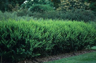 Berberis x mentorensis Mentor Barberry from Kansas Roots