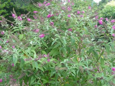 Buddleia x 'Miss Ruby' Butterfly Bush from Kansas Roots