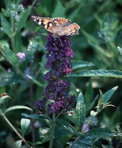 Buddleia davidii 'Black Knight' Butterfly Bush from Kansas Roots