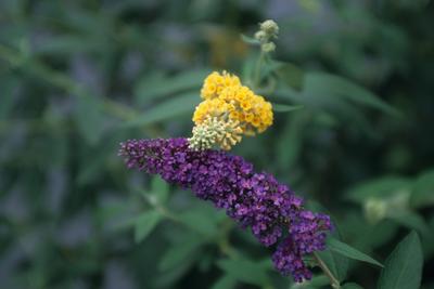 Buddleia davidii 'Nanho Blue' Butterfly Bush from Kansas Roots