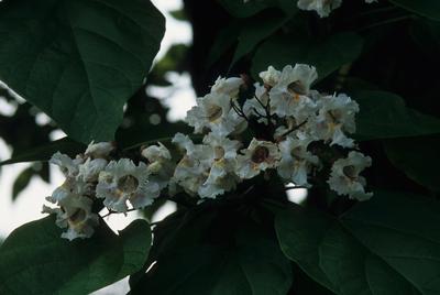 Catalpa speciosa Northern Catalpa from Kansas Roots