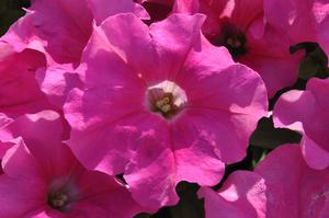 Petunia x hybrida Supertunia® Giant Pink