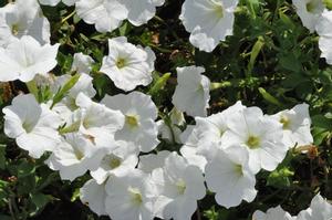 Petunia x hybrida Supertunia® White