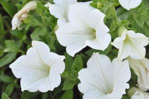 Petunia x hybrida Surfinia® White Improved
