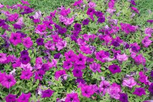 Petunia x hybrida Surfinia® Wild Plum