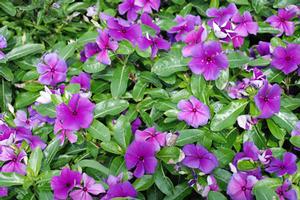 Catharanthus roseus First Kiss Blueberry