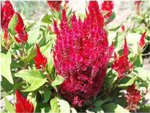 Celosia argentea var. plumosa Fresh Look Red