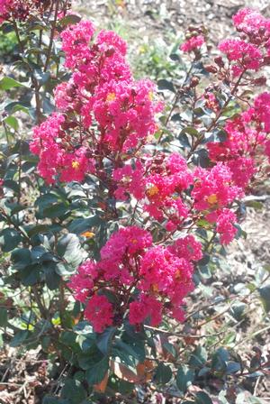 Lagerstroemia indica Pink Velour®