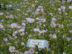 Boltonia asteroides var. latisquama Pink Beauty
