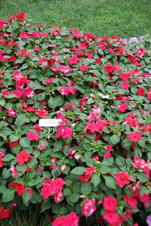 Impatiens walleriana Showstopper Tropical Flair Mix