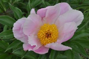 Paeonia lactiflora Martha Washington