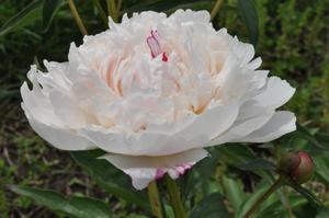 Paeonia lactiflora Shirley Temple