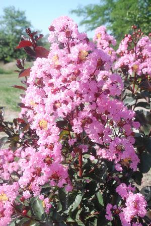 Lagerstroemia indica Rhapsody in Pink®