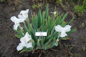 Iris germanica Bama Baby