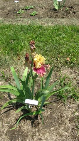 Iris germanica Decadence