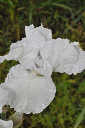 Iris germanica Greenbriar Pinnacle