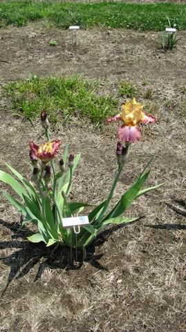 Iris germanica High Chapparral