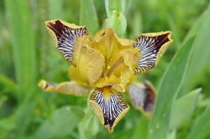 Iris germanica Jack's Pick
