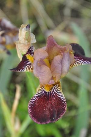 Iris germanica Petite Louvois