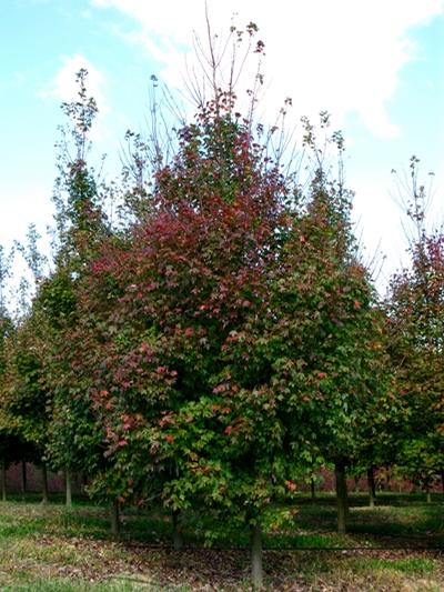 Acer rubrum Somerset