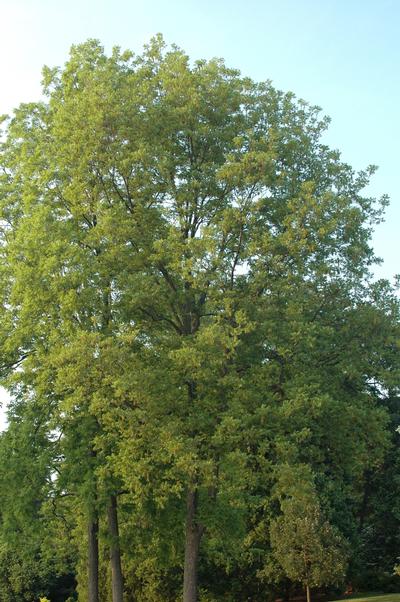 Carya illinoensis