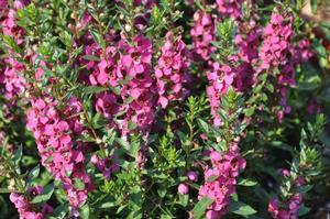 Angelonia Archangel Raspberry Improved