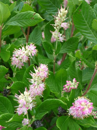 Clethra alnifolia Ruby Spice