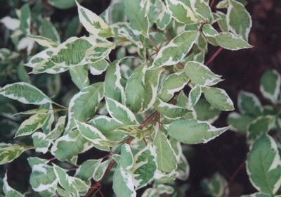 Cornus alba Argenteo-marginata