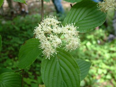 Cornus alternifolia