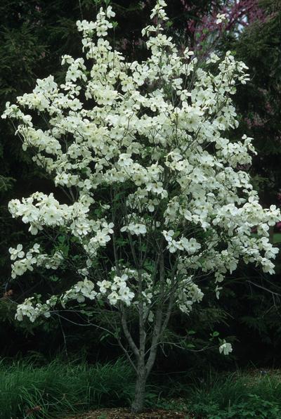 Cornus florida