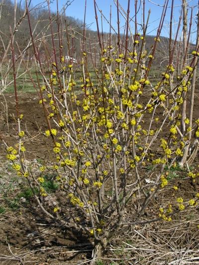 Cornus mas Golden Glory