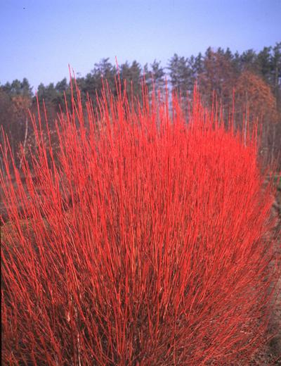 Cornus sericea Cardinal