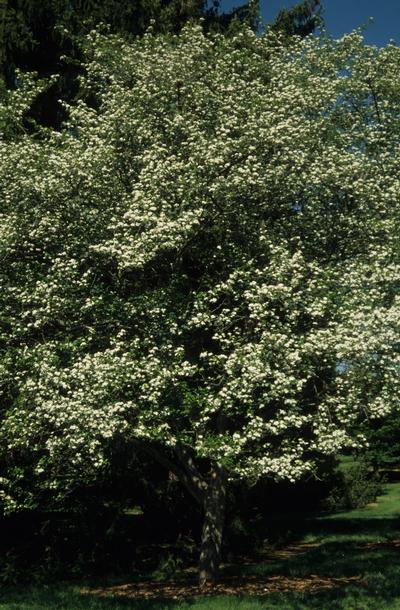 Crataegus viridis Winter King