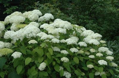 Hydrangea arborescens Annabelle