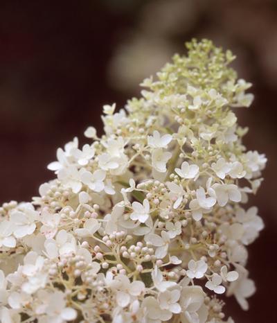 Hydrangea paniculata Little Lamb