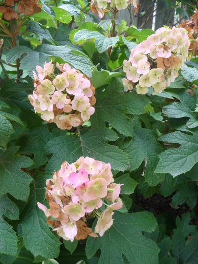 Hydrangea quercifolia Snow Queen