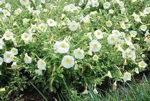 Petunia x hybrida Madness® Series