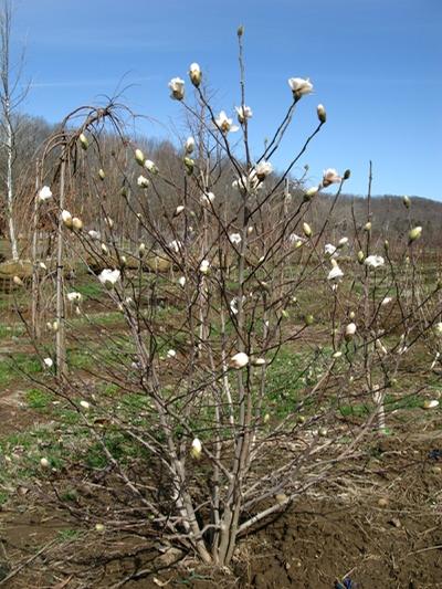 Magnolia stellata