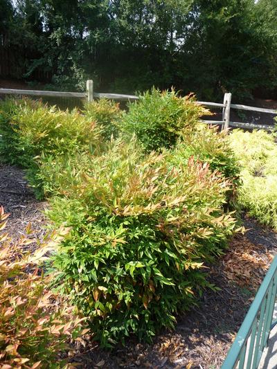 Nandina domestica Gulf Stream