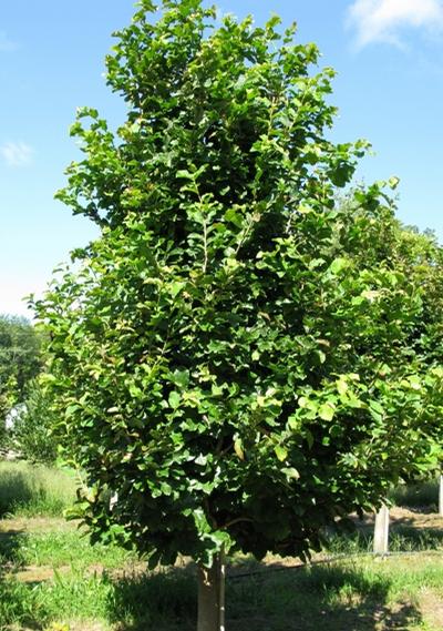 Parrotia persica