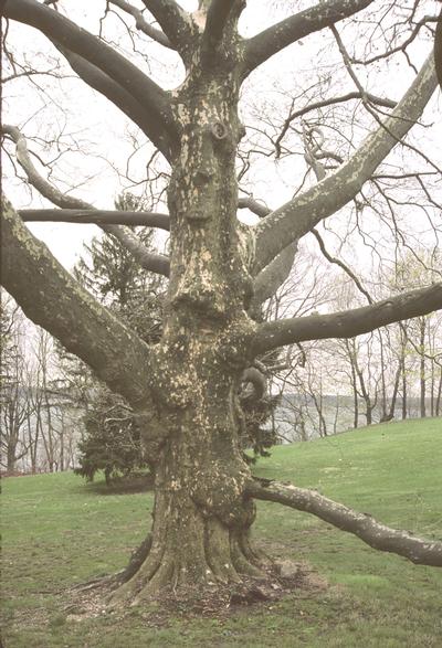 Platanus x acerifolia