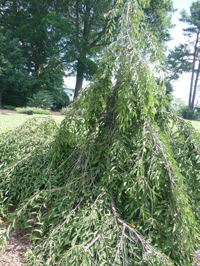 Prunus incisa Pendula